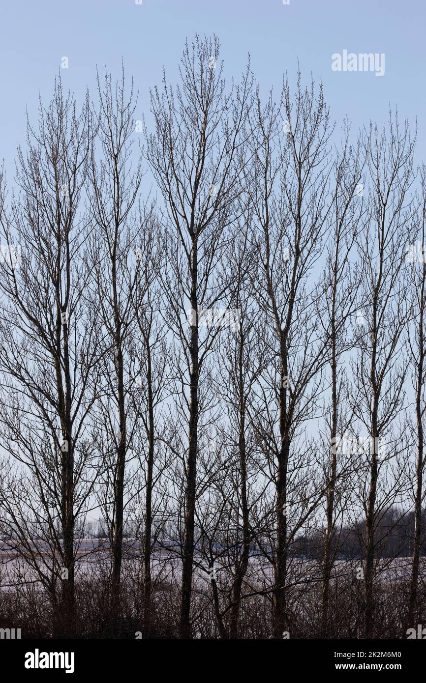 Alberi in inverno. Un bellissimo scatto naturale di un ambiente all'aperto. Foto Stock