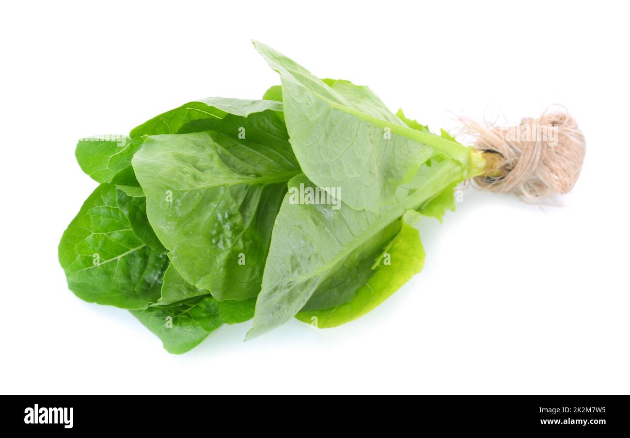 COS Lettuce isolato su sfondo bianco. Foto Stock