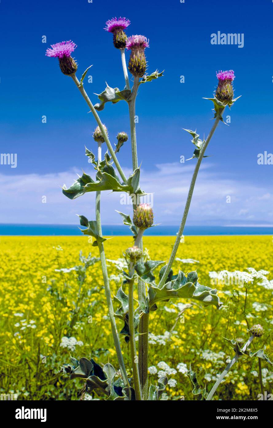 Fiori primaverili al lago Qinghai, provincia di Qinghai, Cina Foto Stock