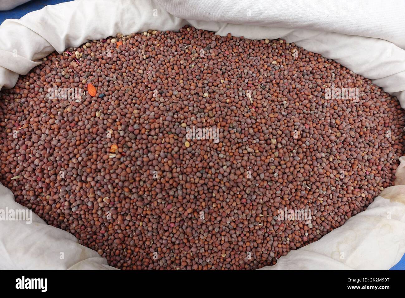 Semi di ravanello non imballati venduti in sacchetti di stoffa, semi organici, venditore di semi che vende i semi nel mercato pubblico Foto Stock
