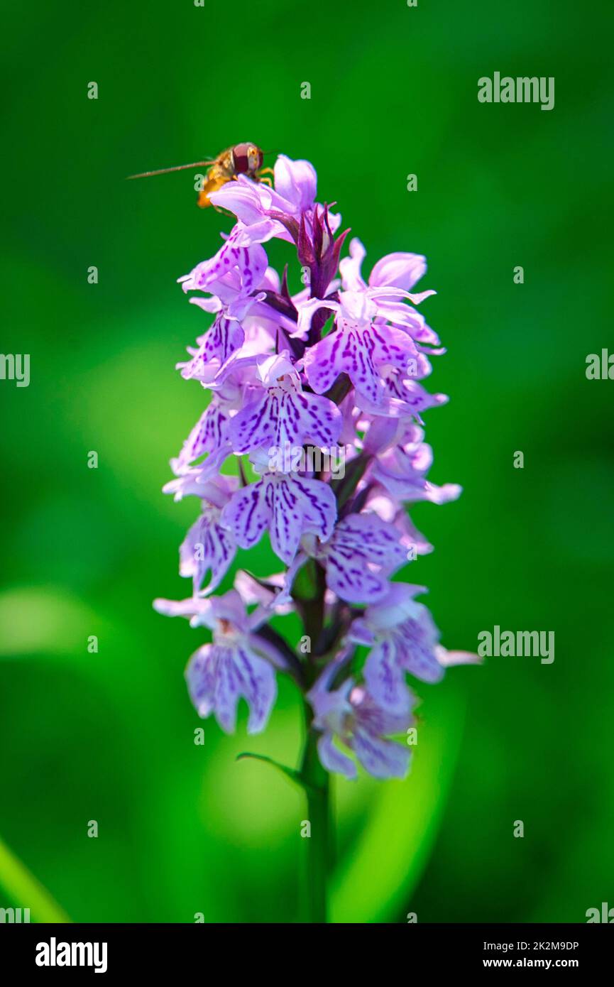 Biene landet auf einer wilden Orchidee Foto Stock