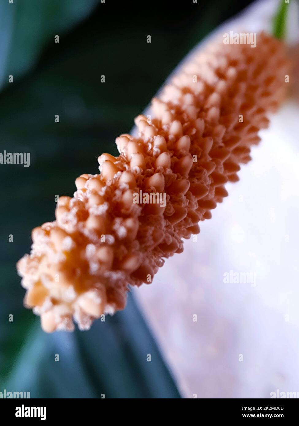 Spathiphyllum fiore pistillo Foto Stock