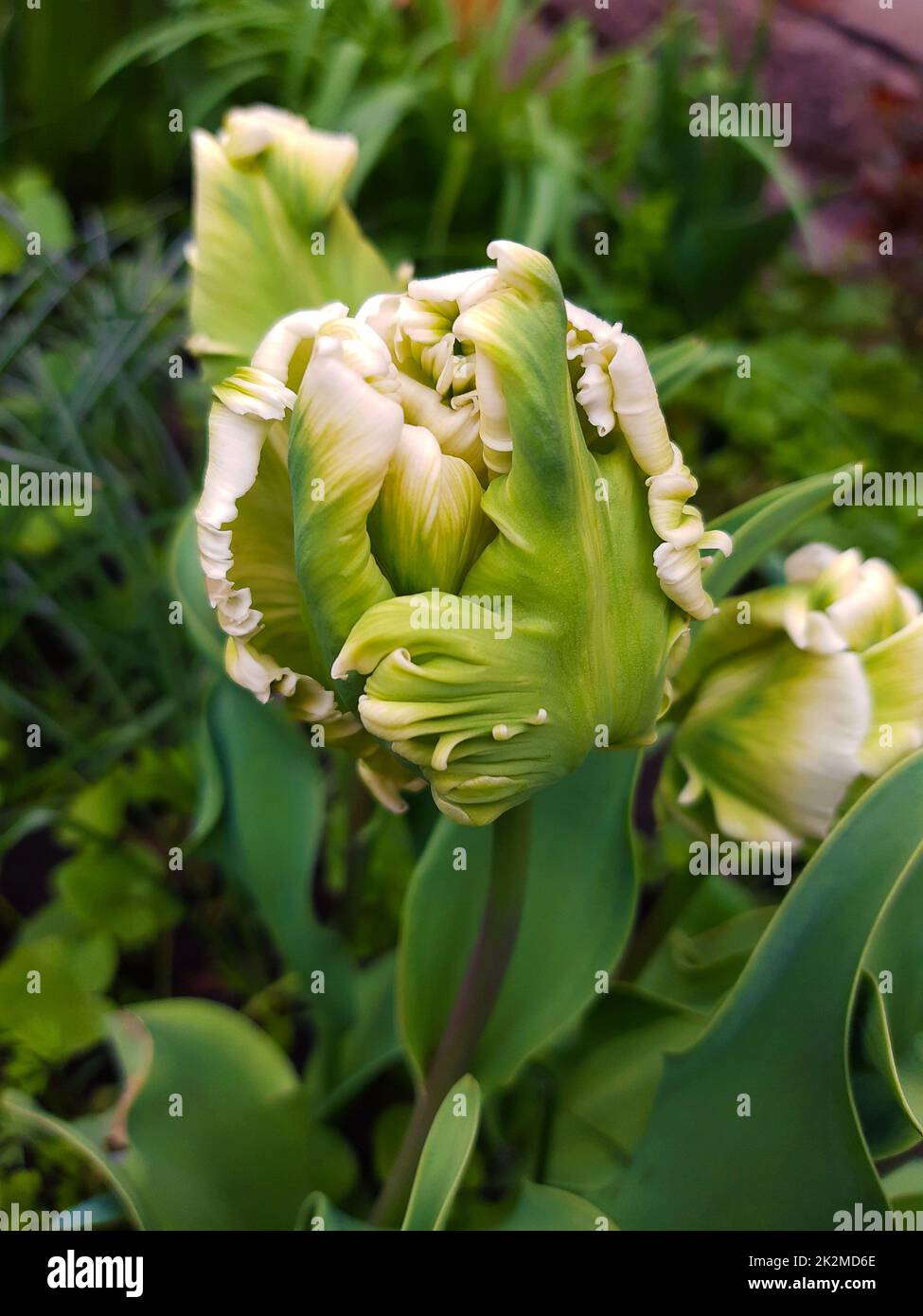 Primo piano del tulipano pappagallo Foto Stock