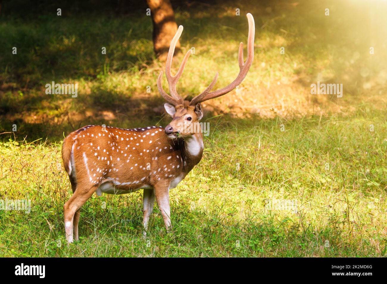 Bel maschio chital o cervi macchiati nel Ranthambore National Park, Rajasthan, India Foto Stock