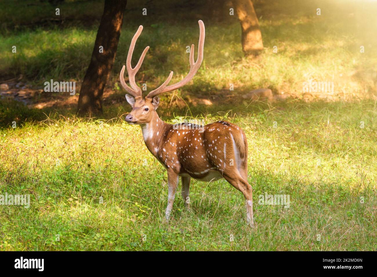 Bel maschio chital o cervi macchiati nel Ranthambore National Park, Rajasthan, India Foto Stock