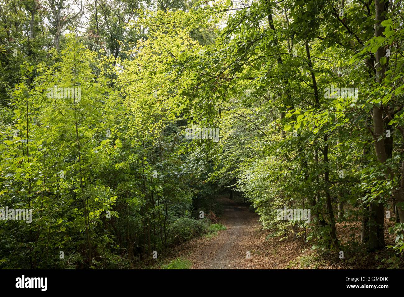 foresta sulla pista Ruhrhoehenweg nei monti Ardey vicino a Wetter sul fiume Ruhr, Renania settentrionale-Vestfalia, Germania. Wald am Ruhrhoehenweg im Arde Foto Stock