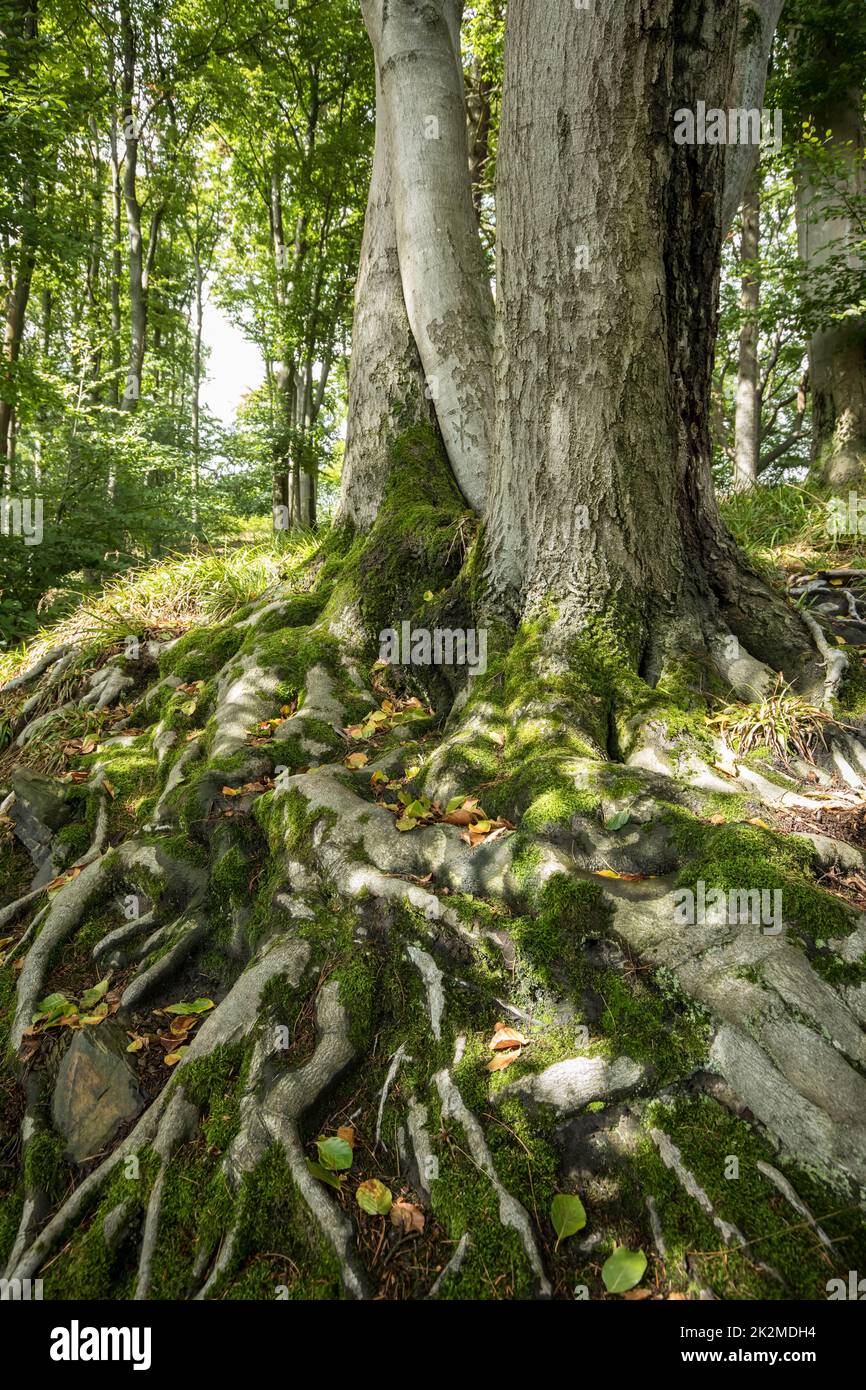 In una foresta al Ruhrhoehenweg nei monti Ardey vicino Wetter, muschio sulla radice di un vecchio faggeto, Renania settentrionale-Vestfalia, Germania. Im Wald A. Foto Stock