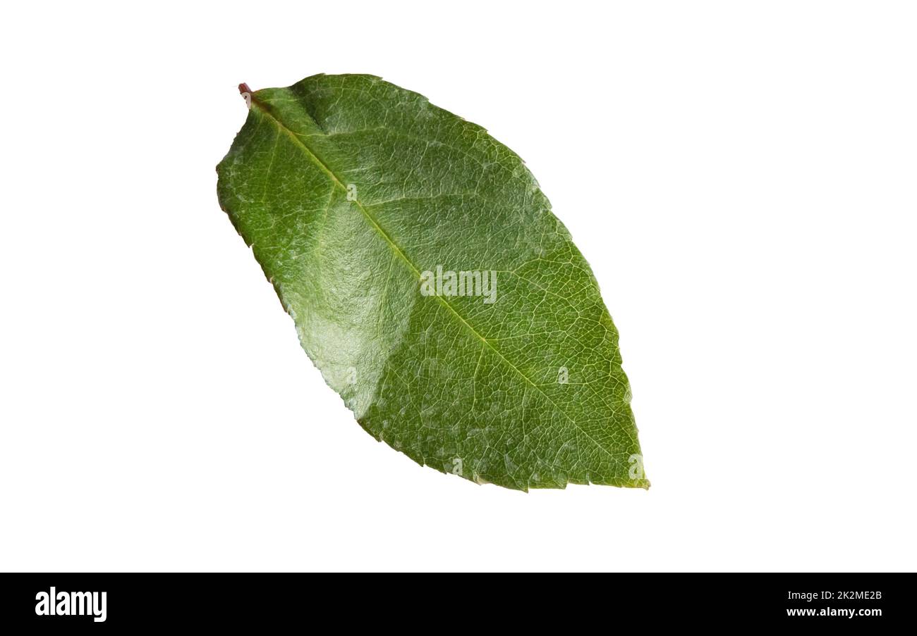 Una foglia di rosa verde su sfondo bianco, primo piano, isolata per taglio Foto Stock