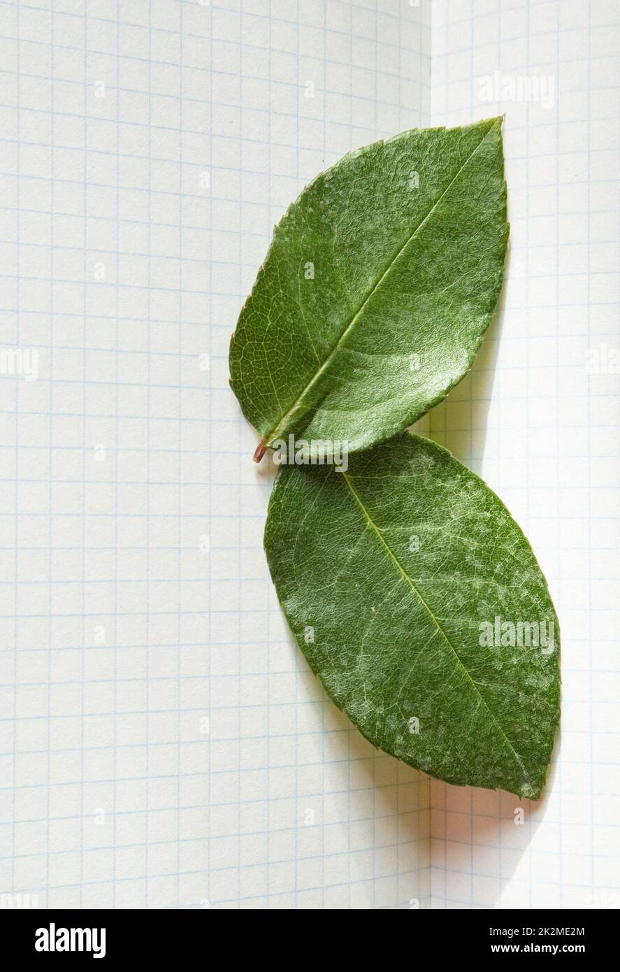 Due foglie di rosa verde su sfondo bianco di carta a scacchi, primo piano, formazione botanica Foto Stock