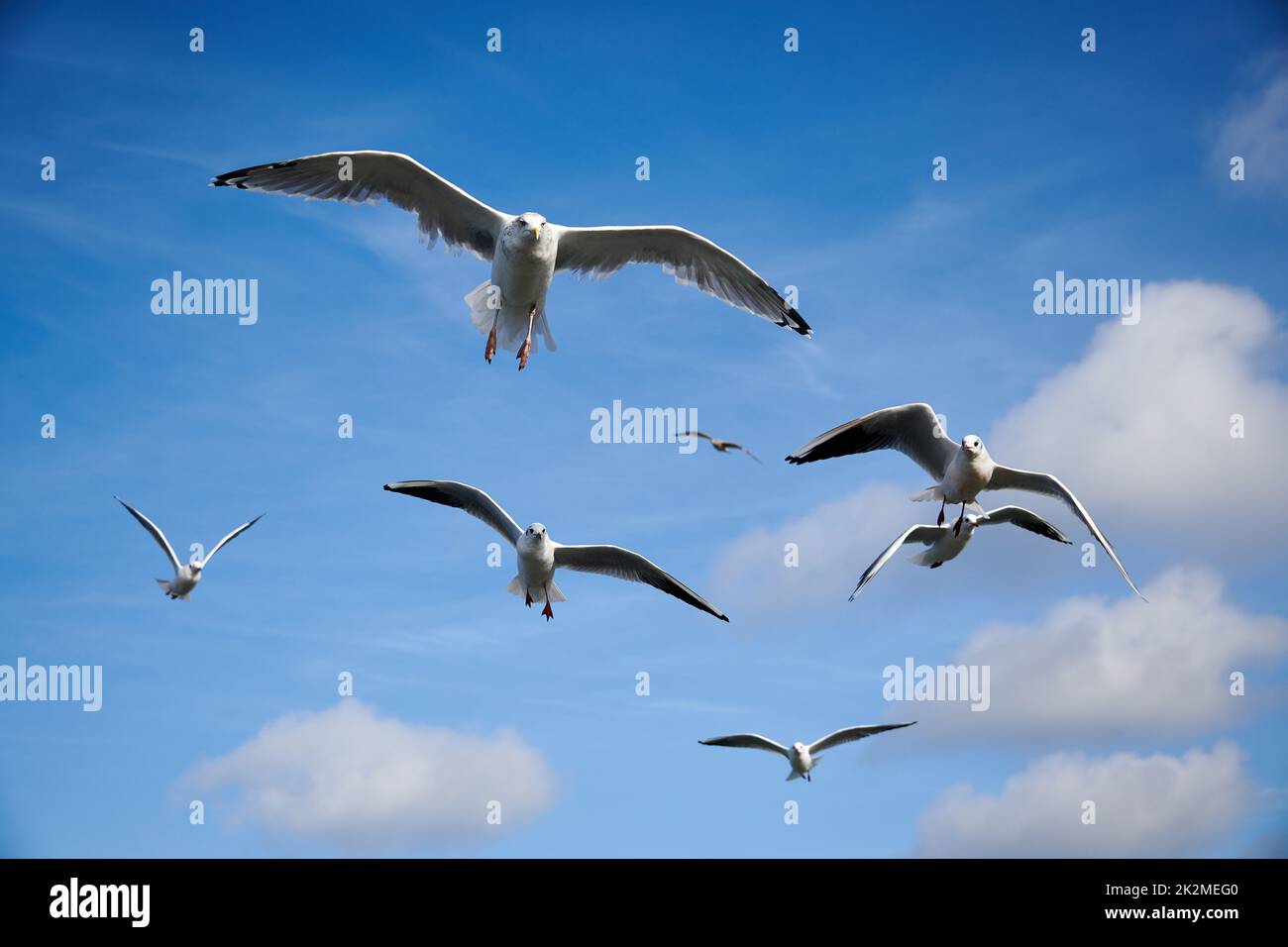 un gregge di gabbiani nel cielo blu con alcune nuvole Foto Stock