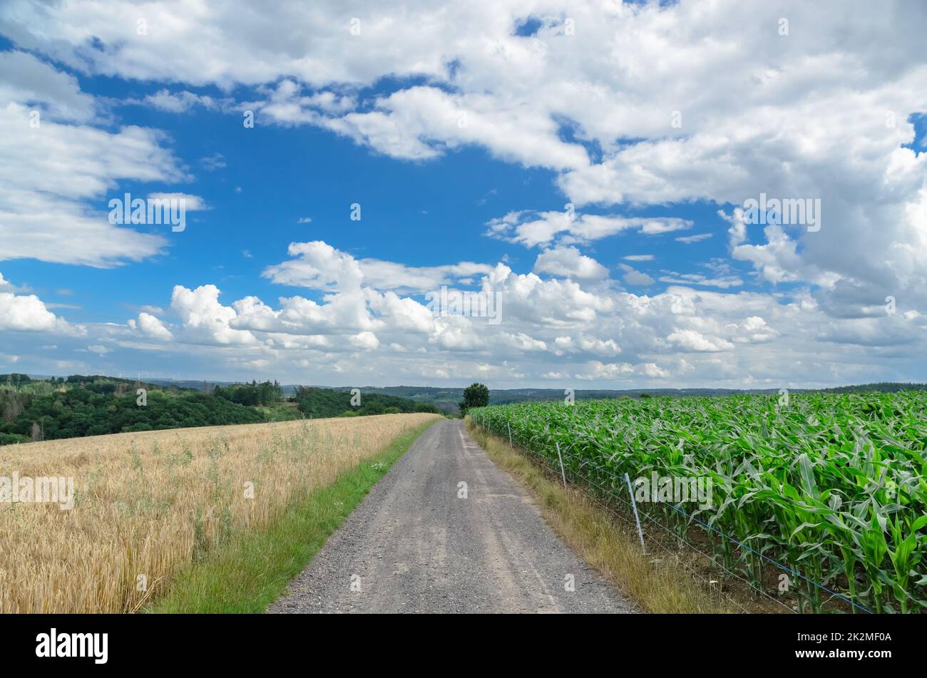 Stocchi di mais, piante di mais (Zea mays) che crescono in un campo agricolo nella campagna in Germania, Europa Foto Stock