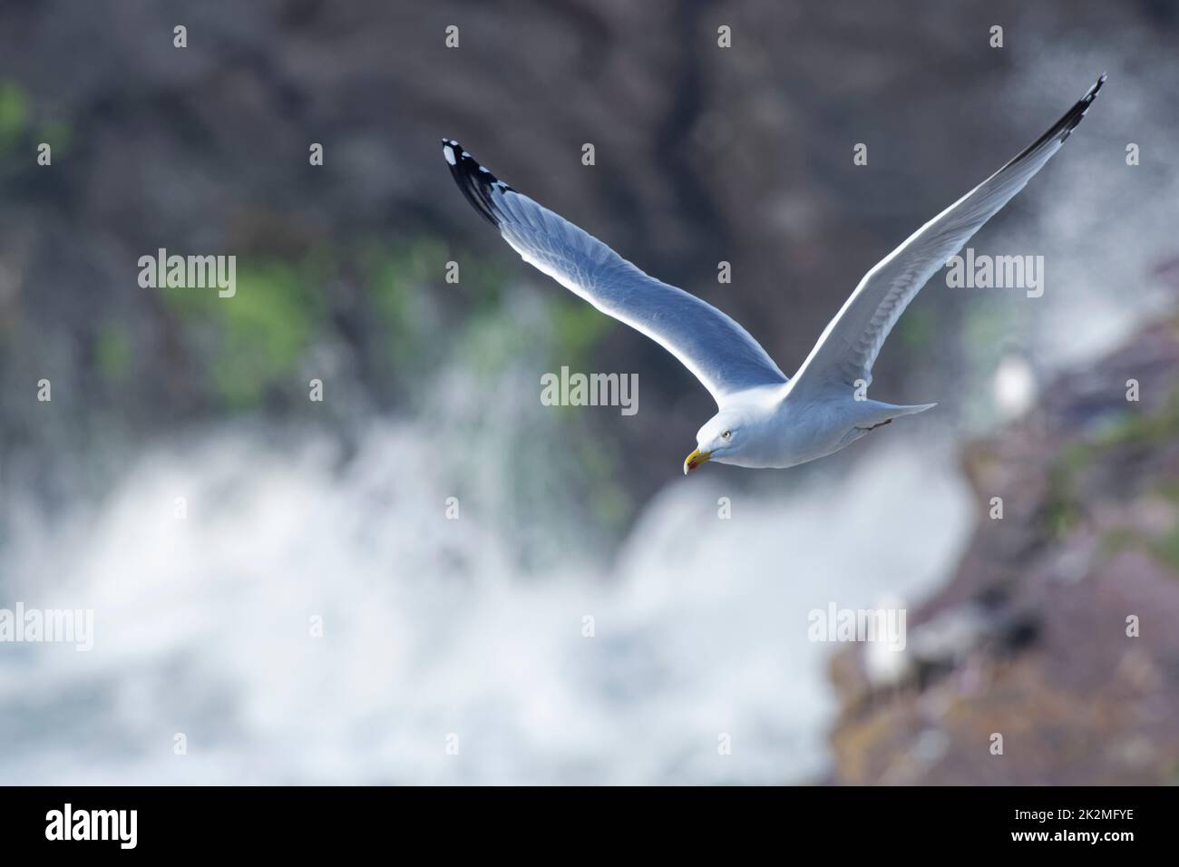 Gabbiano di aringa (Larus argentatus) in volo su un mare accidentato che si infrana sulle scogliere costiere, Cornovaglia, Regno Unito, aprile. Foto Stock