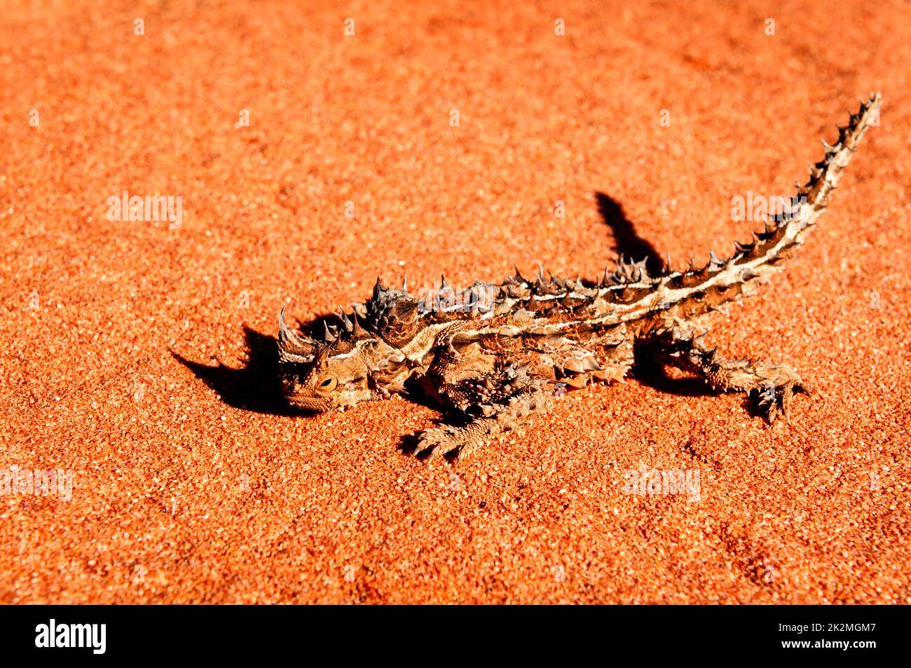 Notevole diavolo spinoso nella sabbia rossa del deserto. Foto Stock