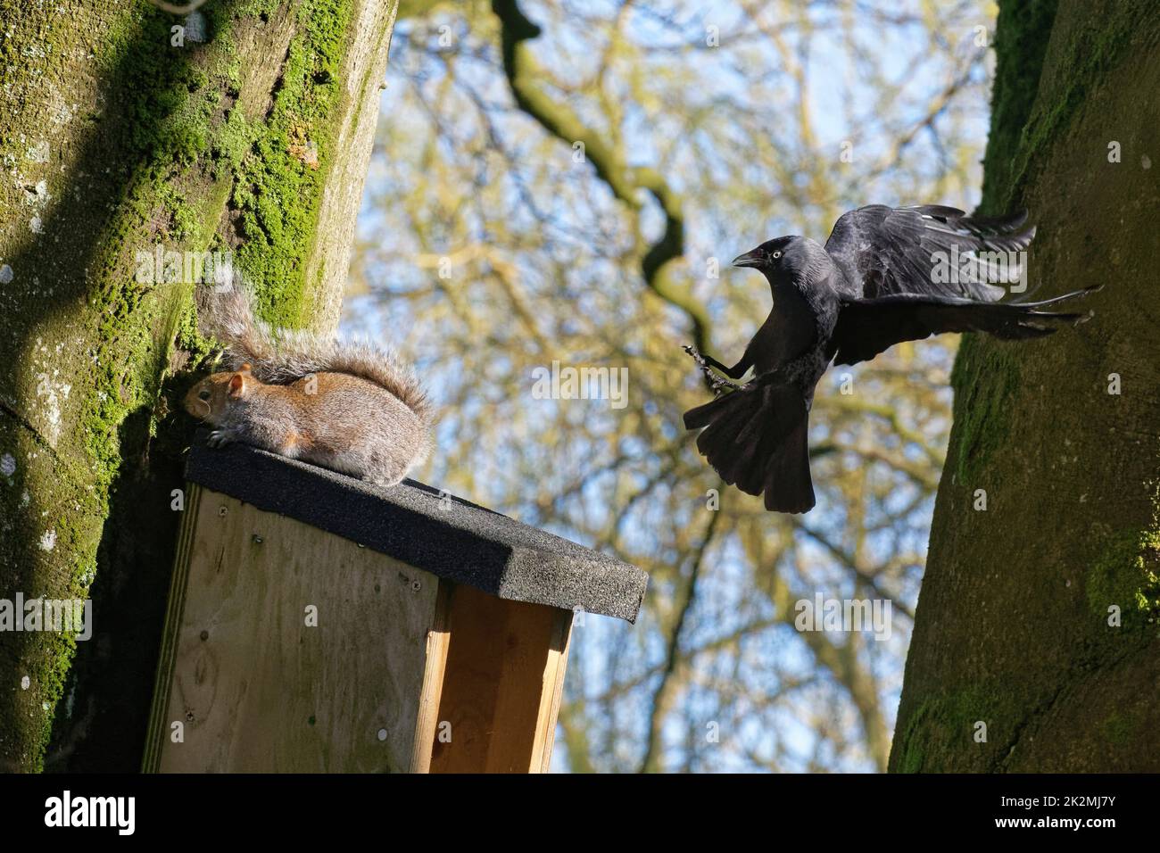 Jackdaw (Corvus monidula) inseguendo uno scoiattolo grigio (Sciurus carolinensis) come lascia una scatola di nido l'uccello vuole nido in, Wiltshire, Regno Unito, marzo. Foto Stock