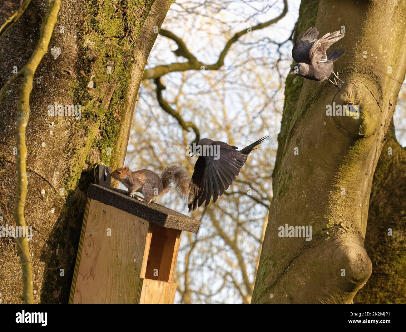 Jackdaw (Corvus monidula) coppia che insegue uno scoiattolo grigio (Sciurus carolinensis) come emerge da una scatola di nido gli uccelli vogliono nidificare in, Wiltshire, UK Foto Stock