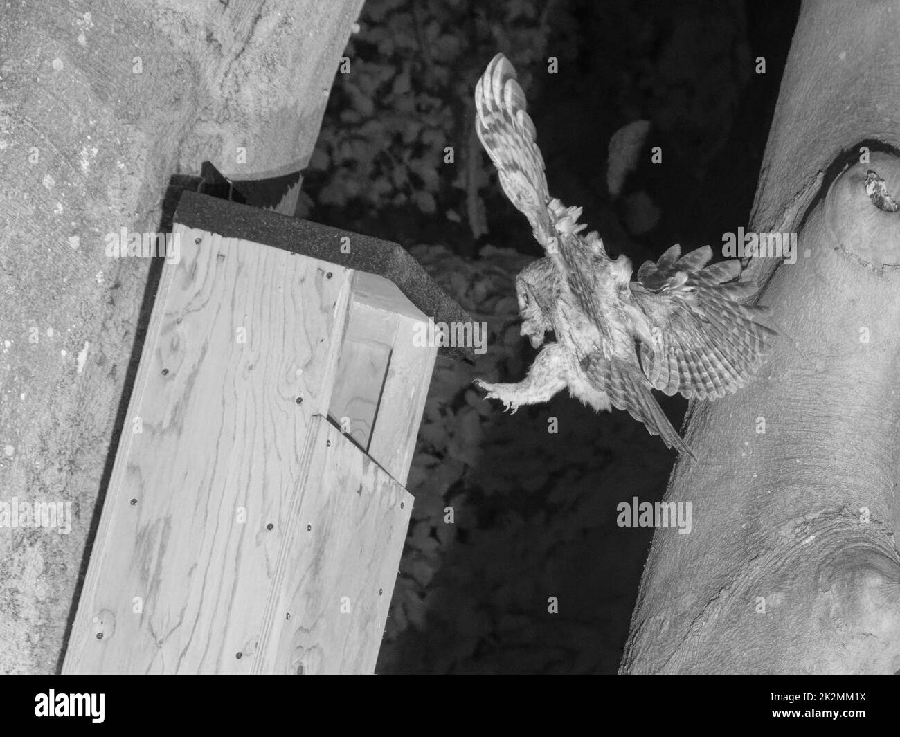 Tawny gufo (Strix aluco) atterrando in una scatola di nido di notte con un campo vola (Microtus agrestis) per alimentare il suo pulcino con, Wiltshire giardino, Regno Unito, maggio. Foto Stock