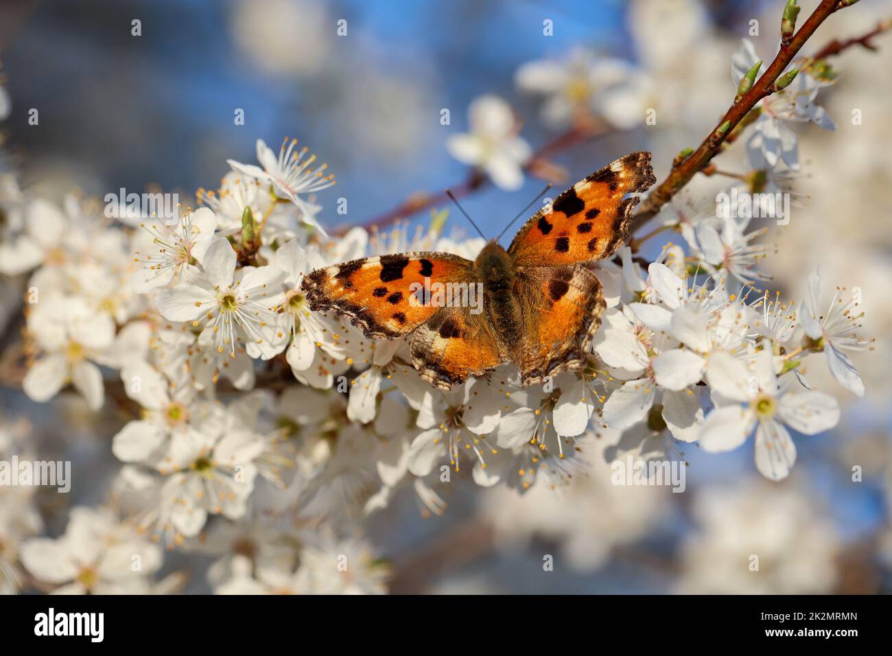 La piccola farfalla della volpe sui fiori di un albero da frutto. Foto Stock