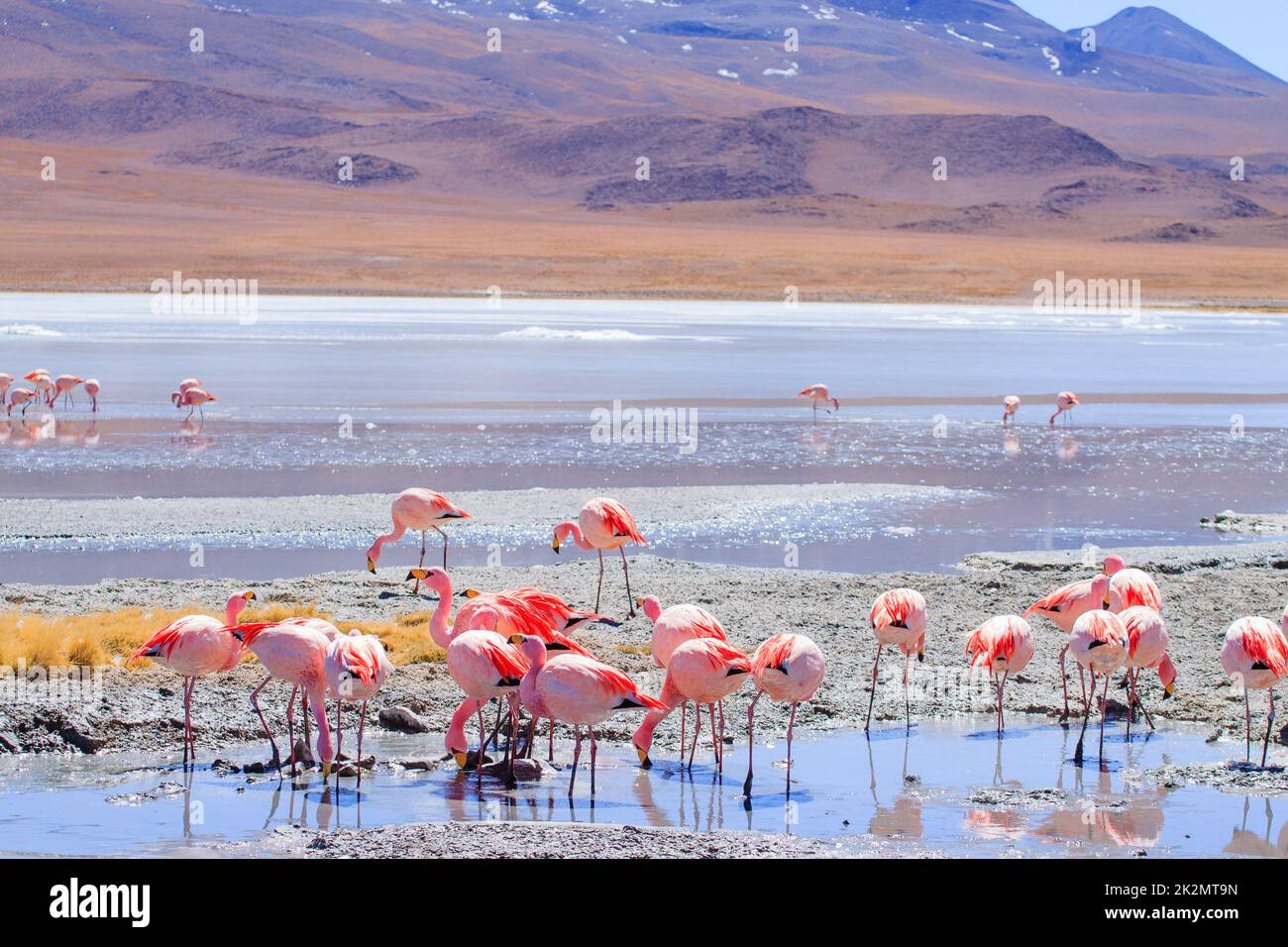 Laguna Hedionda fenicotteri, Bolivia Foto Stock