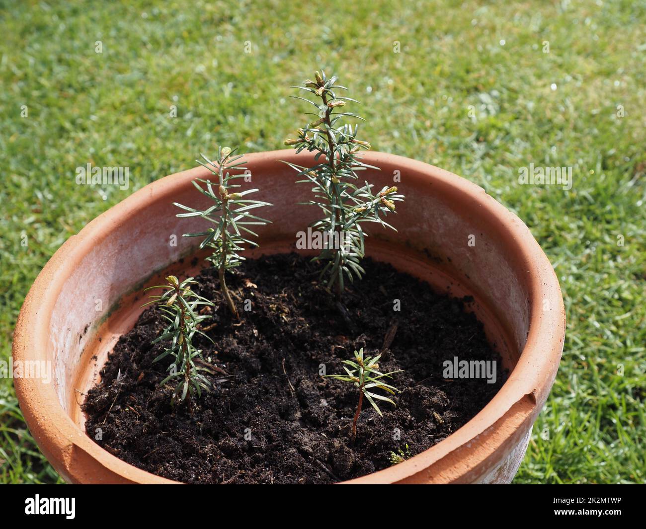 Quattro giovani Nordmann firs in una pentola di terracotta, concetto di crescita, ambiente e conservazione Foto Stock