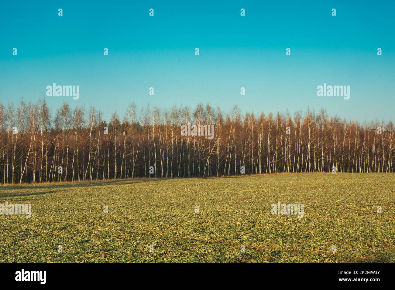 Un campo e una foresta di betulla in crescita uniforme in una fila Foto Stock