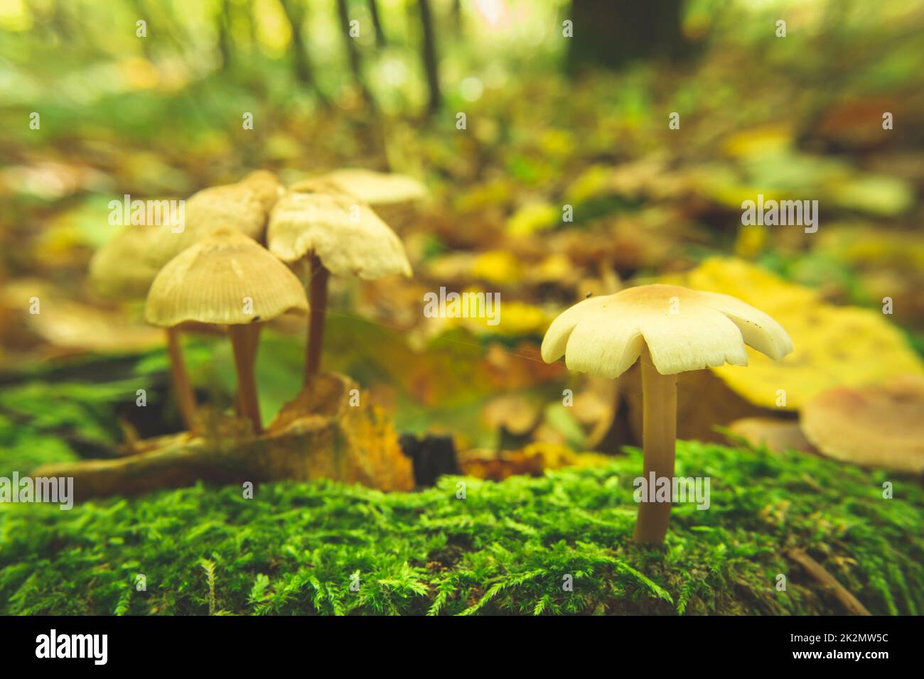 Funghi selvatici nella foresta che crescono su muschio verde Foto Stock