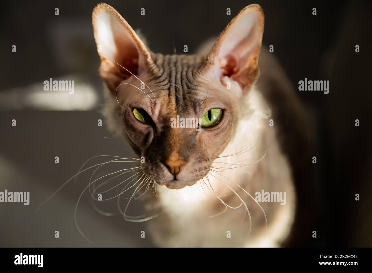 PET gatto Sphinx grigio con un occhio chiuso verricelli alla fotocamera, lo sfondo è sfocato Foto Stock