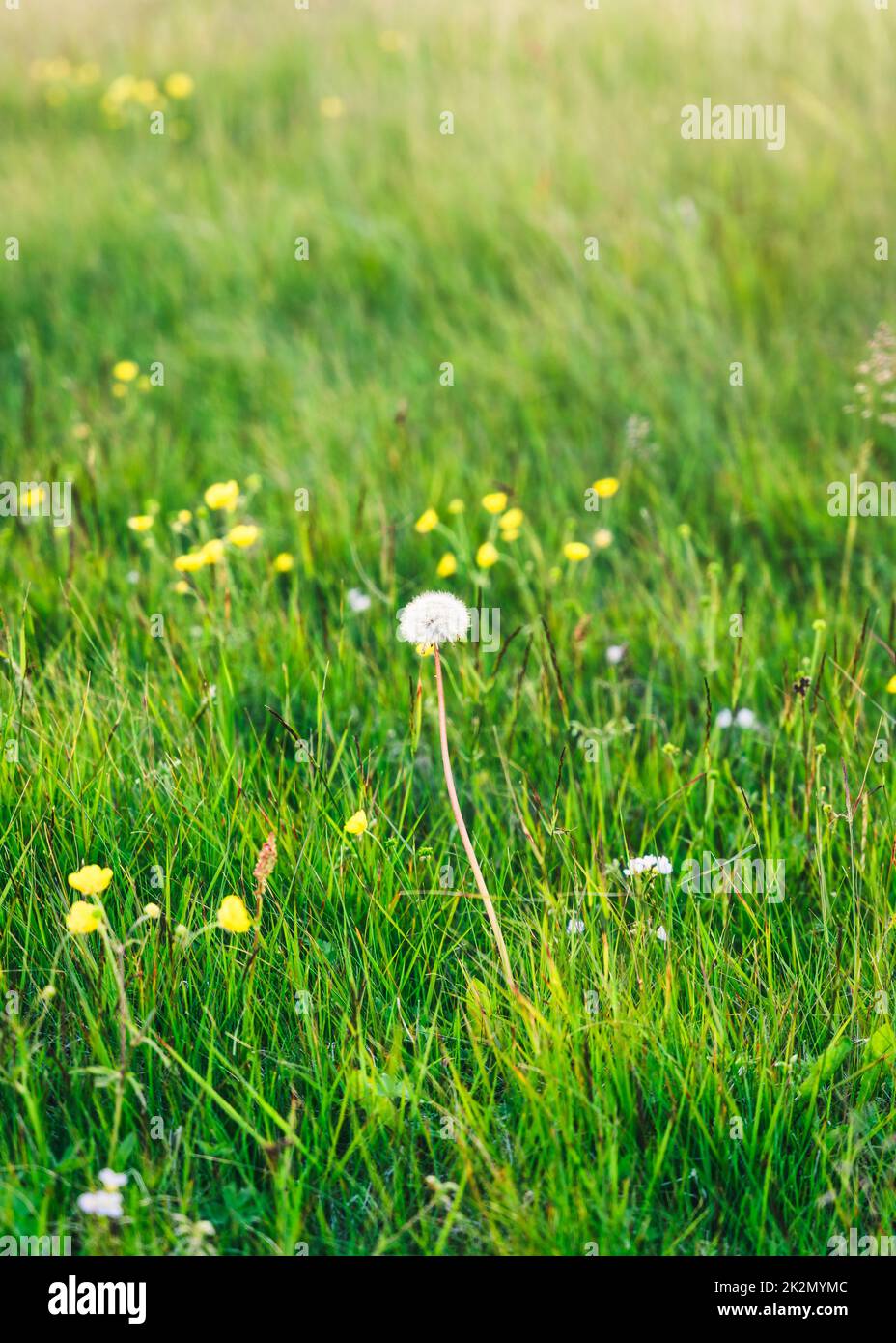 Dente di leone blowball fiore singolo che cresce tra i prati in estate Foto Stock