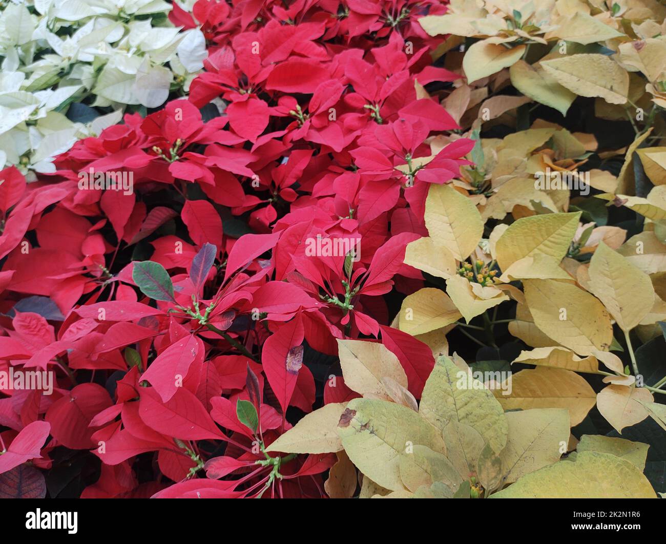 Vista dall'alto della aiuola fiancheggiata da poinsettie gialle, rosse e bianche. Foto Stock