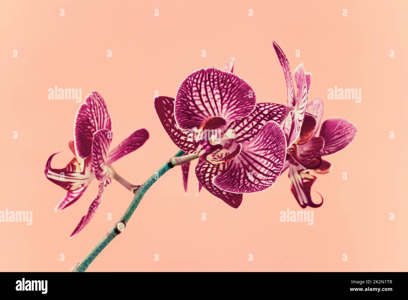 Bel fiore viola Phalaenopsis orchidea su sfondo rosa Foto Stock