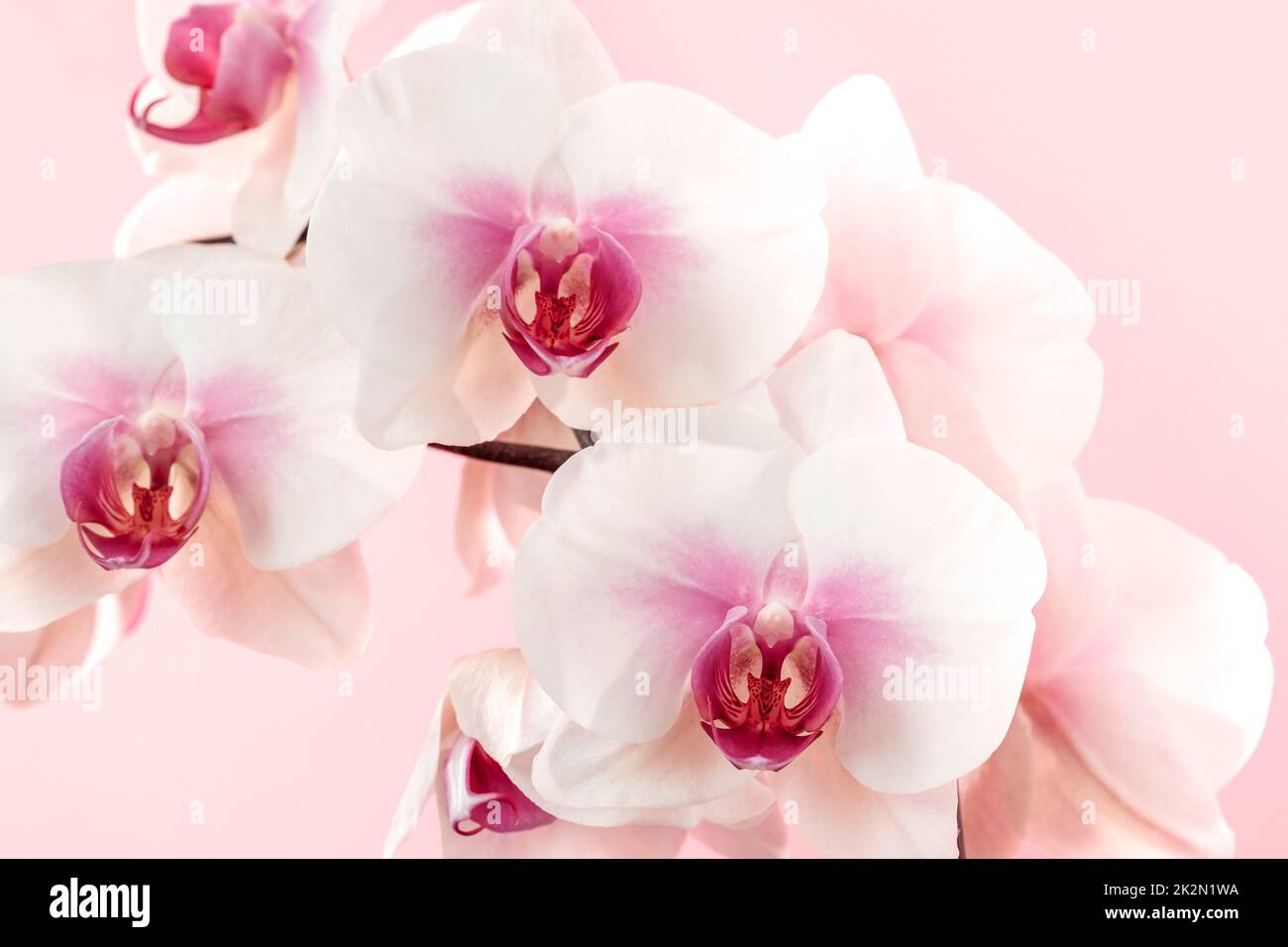 Primo piano di fiori di orchidea su sfondo rosa chiaro Foto Stock