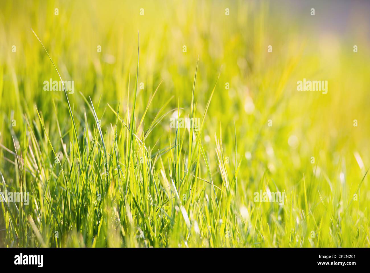 La luce del sole splende attraverso la prateria, il prato al sole, l'agricoltura nella coutriside, la scena rurale, la stagione primaverile ed estiva Foto Stock