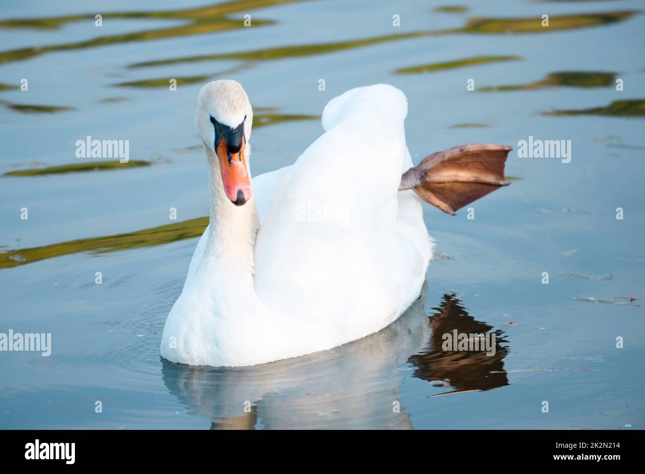 Cigno bianco che batte le ali, fiume Mosella in Germania, uccelli acquatici, fauna selvatica Foto Stock