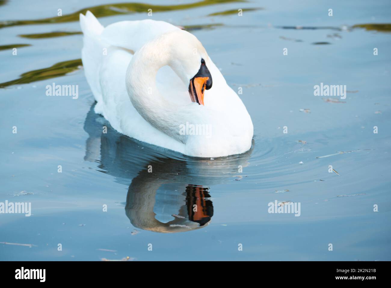 Cigno bianco che batte le ali, fiume Mosella in Germania, uccelli acquatici, fauna selvatica Foto Stock
