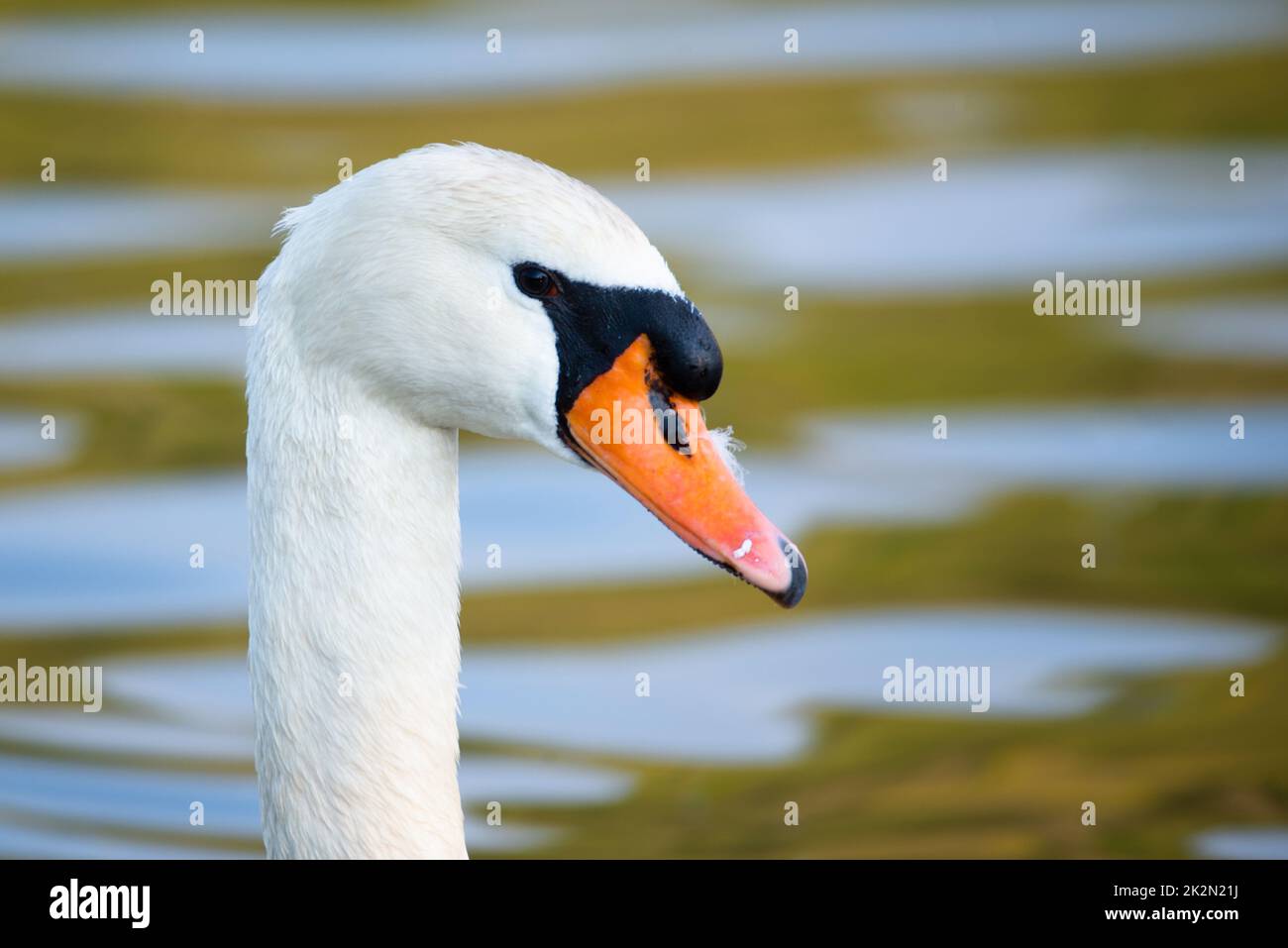 Cigno bianco che batte le ali, fiume Mosella in Germania, uccelli acquatici, fauna selvatica Foto Stock
