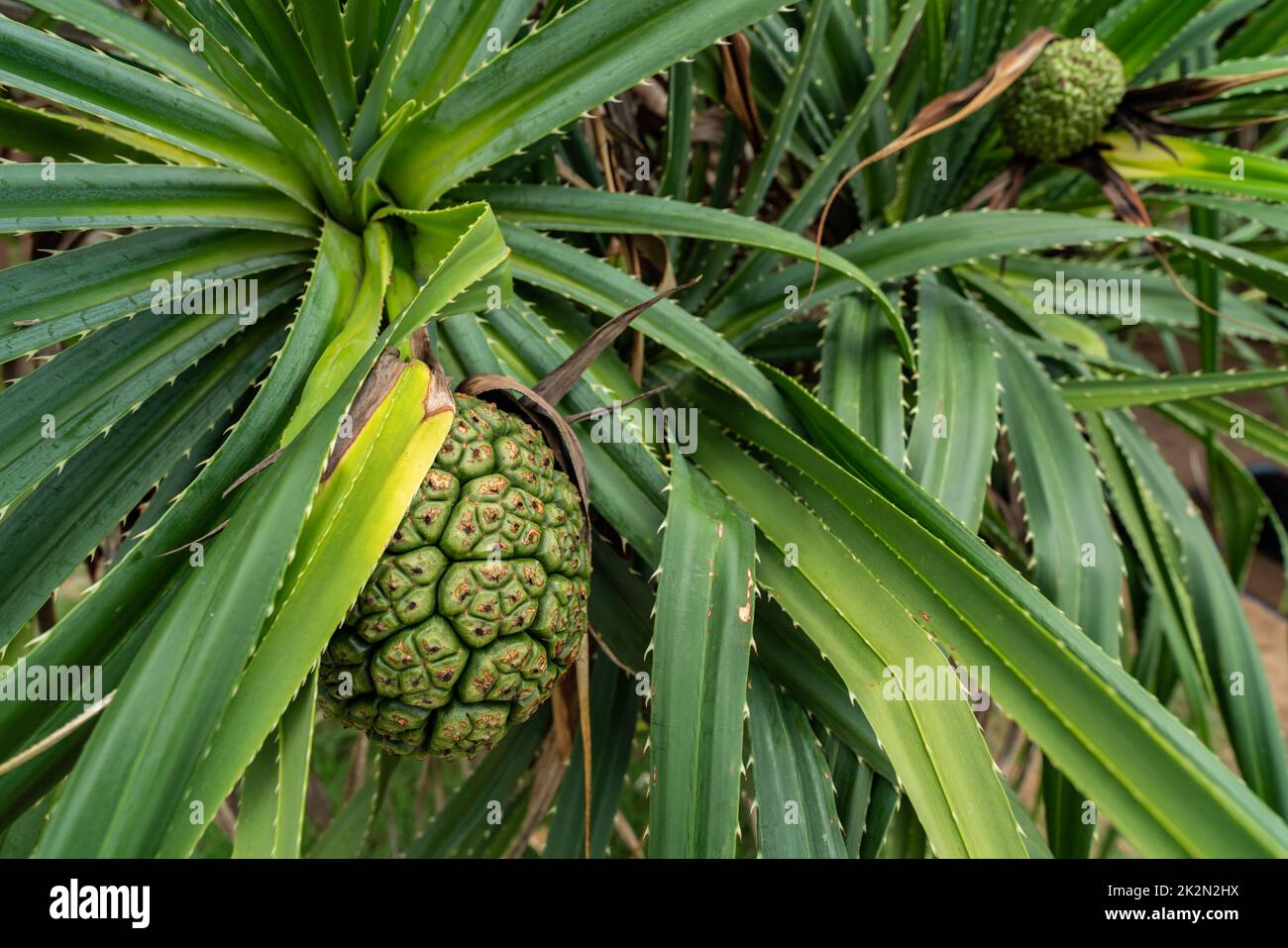 Pandanus tectorius e foglie verdi con frutti di alone crudo. Ramo di crispino tahitiano e frutta verde sulla spiaggia di riva del mare. L'ambiente della spiaggia è pulito. Uso di erbe per diuretici e alleviare la febbre. Foto Stock