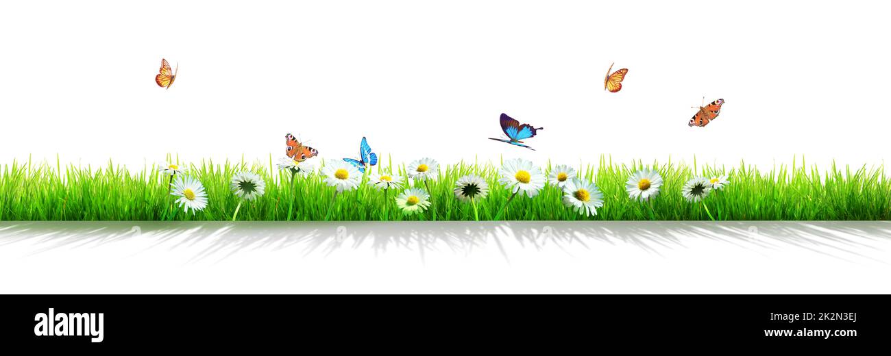 Bella vista sulla natura della farfalla su sfondo sfocato in giardino. Foto Stock