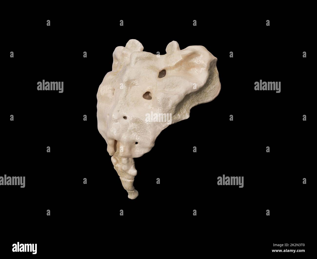 3d raffigurazione del sacro, illustrazione dello scheletro umano . anatomia dell'osso sacro. icona Foto Stock