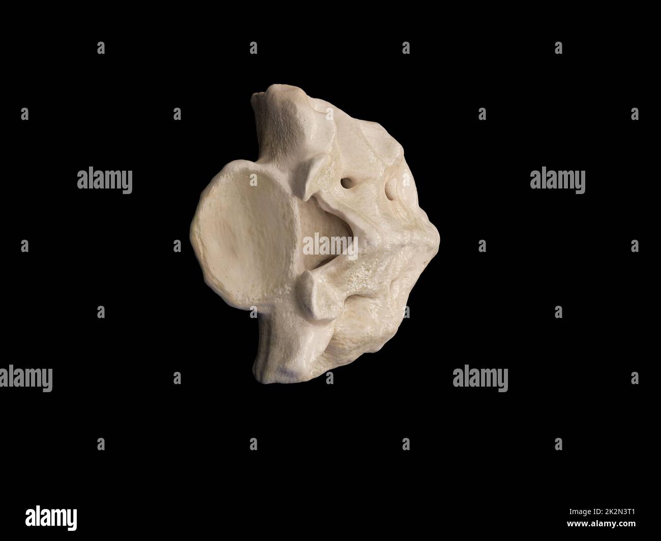 3d raffigurazione del sacro, illustrazione dello scheletro umano . anatomia dell'osso sacro. vista dall'alto dell'icona Foto Stock