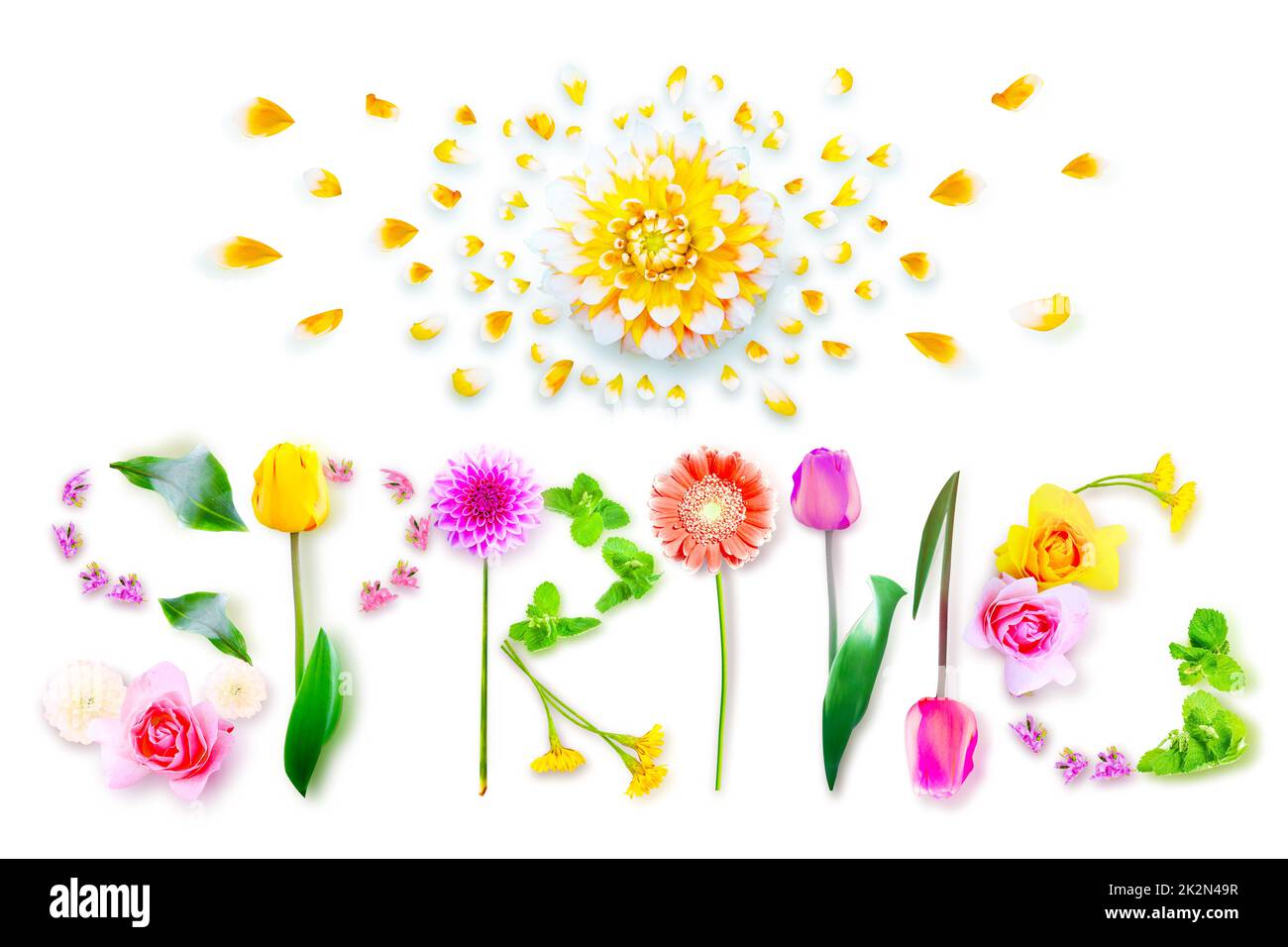 Fiori ed erbe con la parola primavera. Composizione floreale creativa. Foto Stock