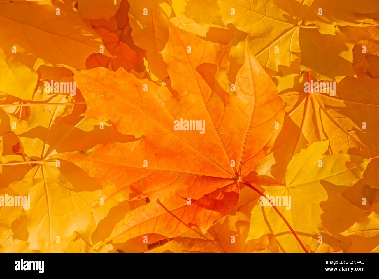 mucchio di foglie di acero giallo e arancione su un terreno Foto Stock