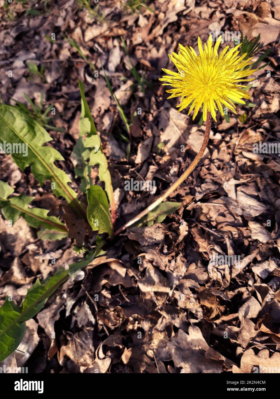 Dente di leone sullo sfondo della terra Foto Stock