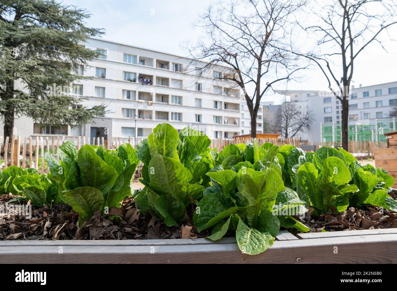 Contenitore vegetale per giardinaggio in una città Foto Stock