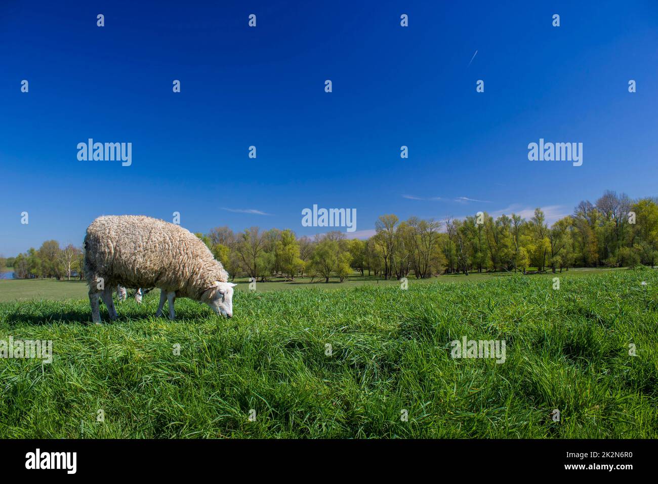 Pecore in un prato su erba verde Foto Stock