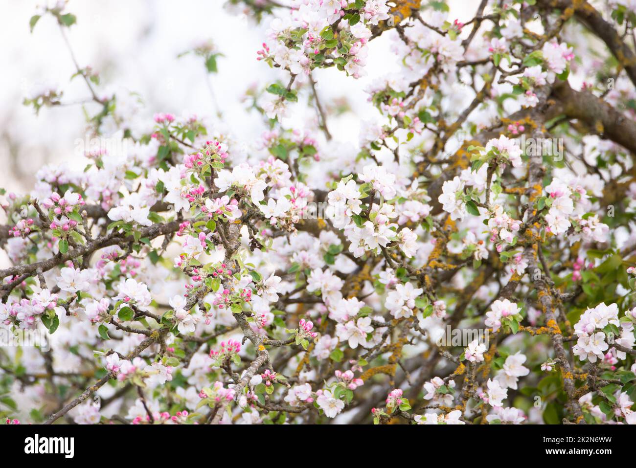 Fiori di mela in primavera, cielo blu, primavera stagione, botanica Foto Stock