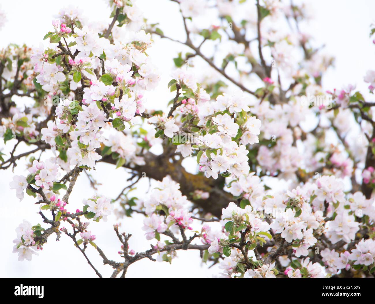 Fiori di mela in primavera, cielo blu, primavera stagione, botanica Foto Stock