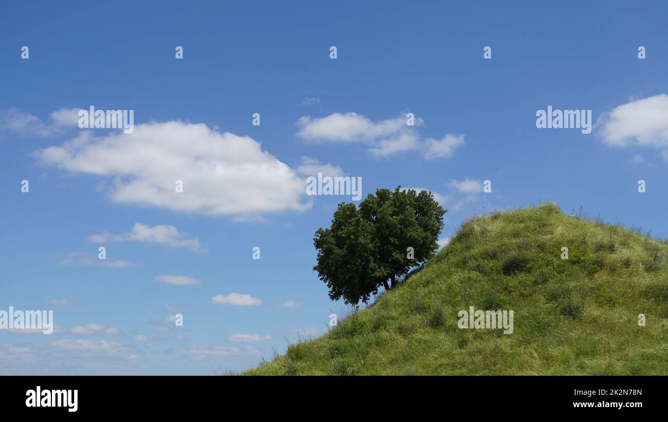 Albero solitario su un pendio verde di una collina contro il cielo blu Foto Stock