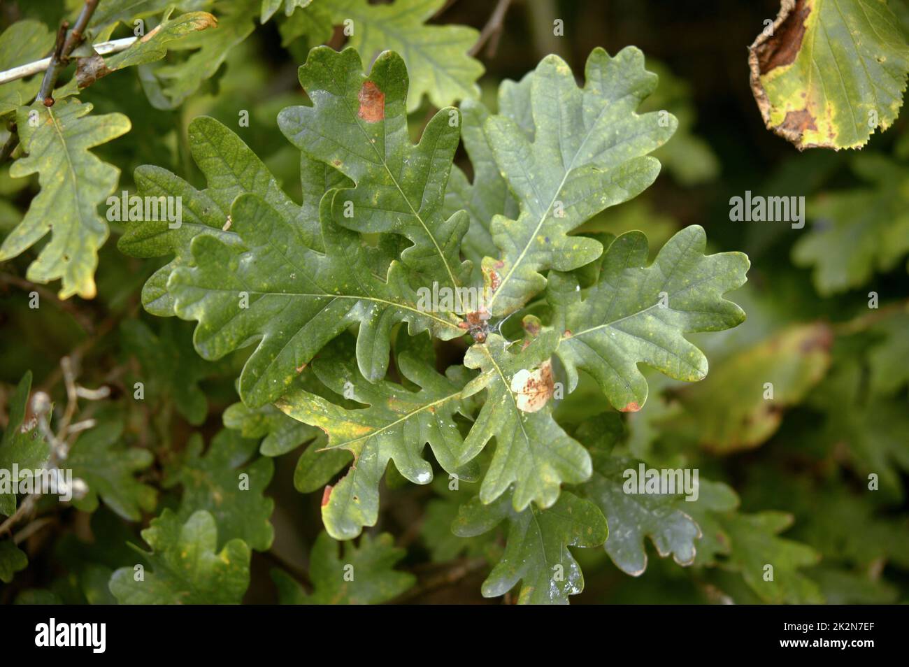 Immagine dell'albero di quercia inglese o comune Foto Stock