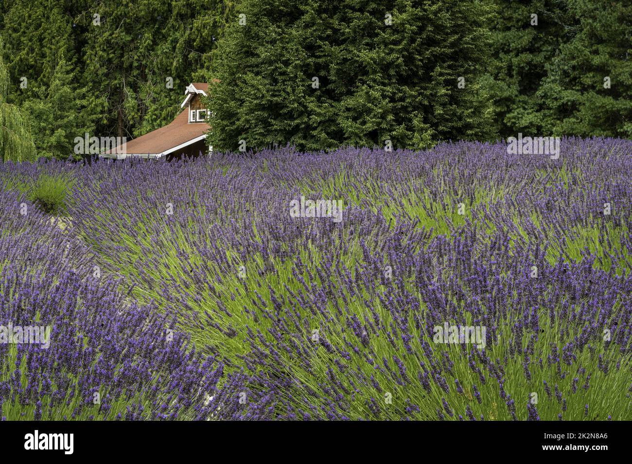 Campi di lavanda, Sequim, Washington, USA Foto Stock