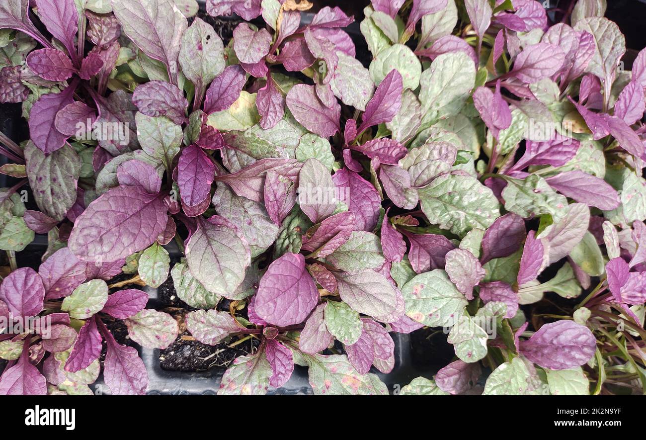 Fogliame del giardino strisciante, viola e verde (rettani di Ajuga). Foto Stock