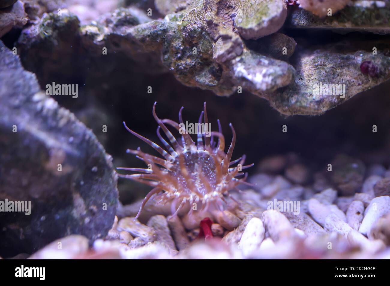 Una rosa di vetro in un acquario marino. Le rose di vetro sono anemoni e quindi animali. Foto Stock